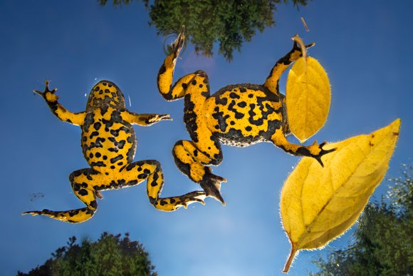 Ululone dal ventre giallo - Yellow bellied Toad (Bombina variegata)