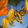 Ululone dal ventre giallo - Yellow bellied Toad (Bombina variegata)