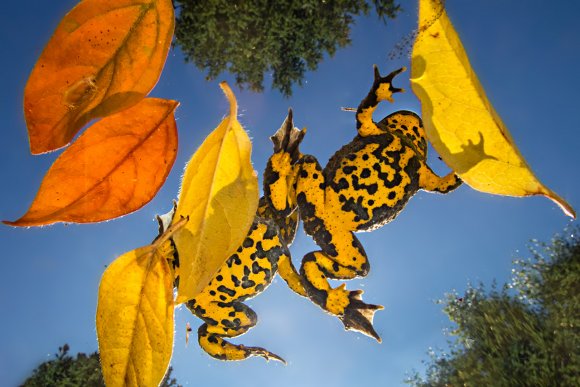 Ululone dal ventre giallo - Yellow bellied Toad (Bombina variegata)