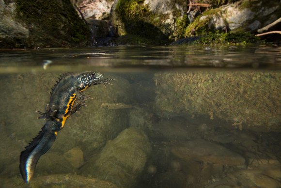 Tritone crestato italiano - Italian crested newt (Triturus carnifex)