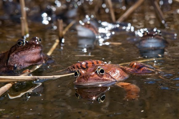 Rana temporaria - Common frog (Rana temporaria)