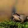 Rana dalmatina - Agile frog (Rana dalmatina)