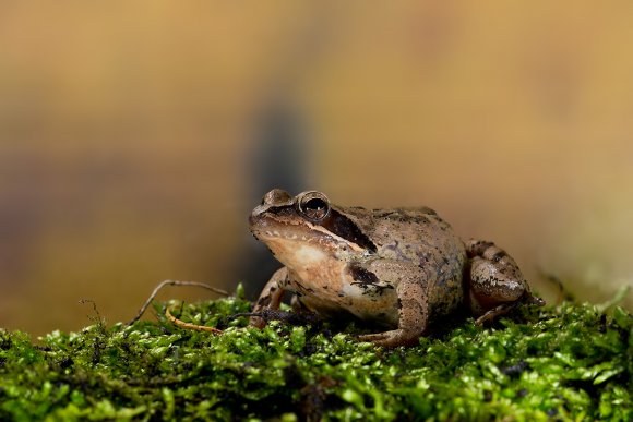 Rana dalmatina - Agile frog (Rana dalmatina)