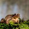 Rana dalmatina - Agile frog (Rana dalmatina)