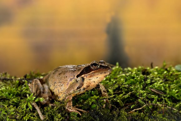 Rana dalmatina - Agile frog (Rana dalmatina)
