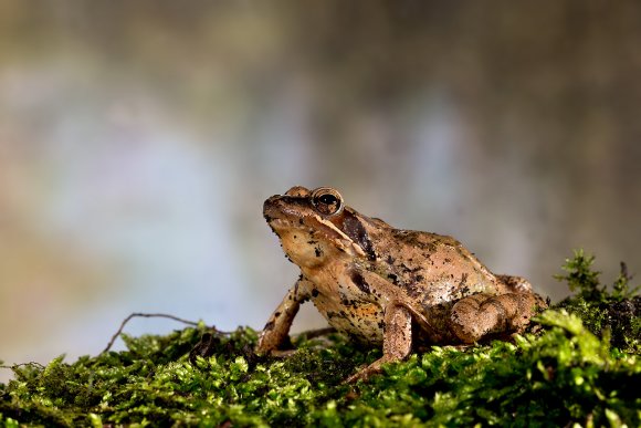 Rana dalmatina - Agile frog (Rana dalmatina)