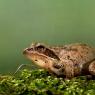Rana dalmatina - Agile frog (Rana dalmatina)