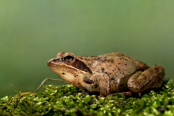 Rana dalmatina - Agile frog (Rana dalmatina)