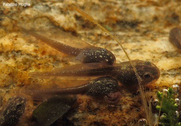 Rana verde -  Edible frog (Pelophylax kl. esculentus)