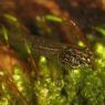 Rana verde -  Edible frog (Pelophylax kl. esculentus)