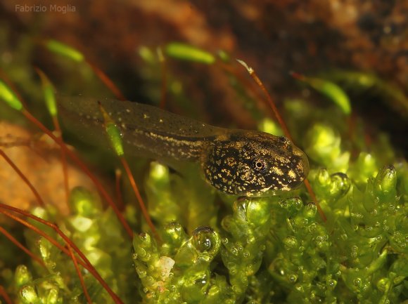 Rana verde -  Edible frog (Pelophylax kl. esculentus)