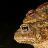 Rospo comune - Common toad (Bufo bufo)