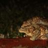 Rospo comune - Common toad (Bufo bufo)