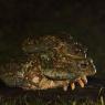 Rospo comune - Common toad (Bufo bufo)
