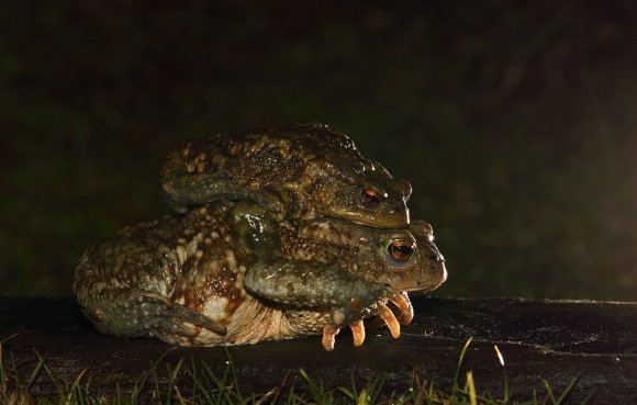 Rospo comune - Common toad (Bufo bufo)