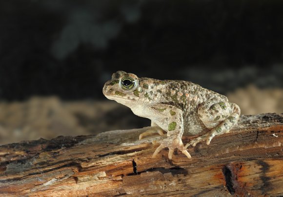 Rospo smeraldino - European green toad (Bufo viridis)
