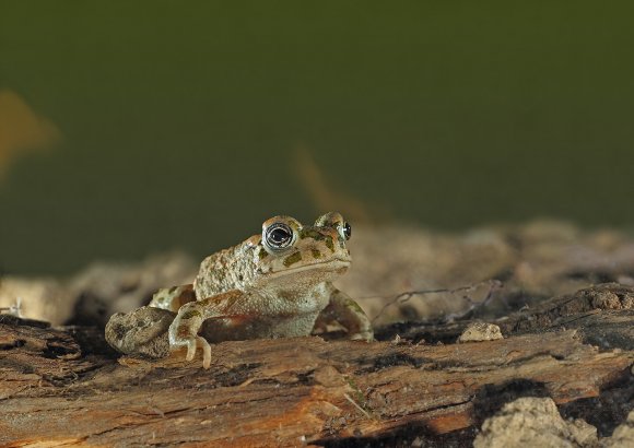 Rospo smeraldino - European green toad (Bufo viridis)