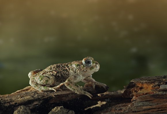 Rospo smeraldino - European green toad (Bufo viridis)