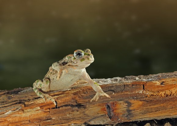 Rospo smeraldino - European green toad (Bufo viridis)