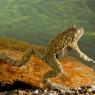 Ululone dal ventre giallo - Yellow bellied Toad (Bombina variegata)