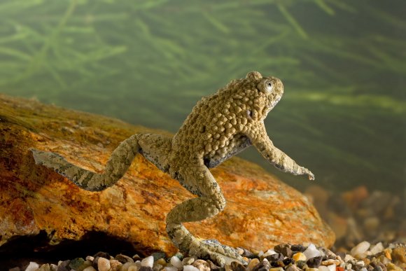 Ululone dal ventre giallo - Yellow bellied Toad (Bombina variegata)