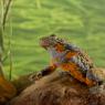 Ululone dal ventre giallo - Yellow bellied Toad (Bombina variegata)