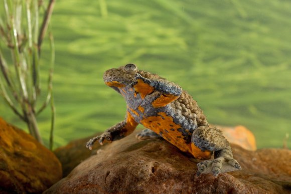 Ululone dal ventre giallo - Yellow bellied Toad (Bombina variegata)