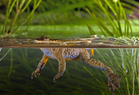 Ululone dal ventre giallo - Yellow bellied Toad (Bombina variegata)