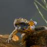 Ululone dal ventre giallo - Yellow bellied Toad (Bombina variegata)