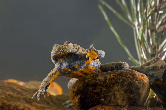 Ululone dal ventre giallo - Yellow bellied Toad (Bombina variegata)