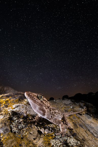 Geco comune - European common gecko (Tarentola mauritanica)