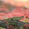 Tritone pigmeo - Pygmy marbled newt (Triturus pygmaeus)