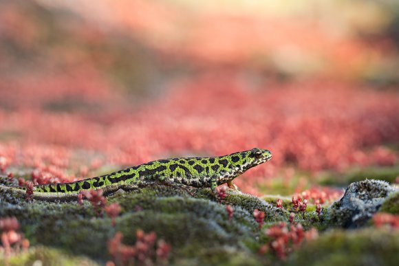 Tritone pigmeo - Pygmy marbled newt (Triturus pygmaeus)