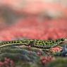 Tritone pigmeo - Pygmy marbled newt (Triturus pygmaeus)