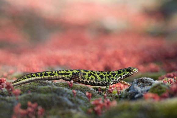 Tritone pigmeo - Pygmy marbled newt (Triturus pygmaeus)