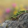 Tritone pigmeo - Pygmy marbled newt (Triturus pygmaeus)