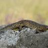  Iberian ribbed newt (Pleurodeles waltl)