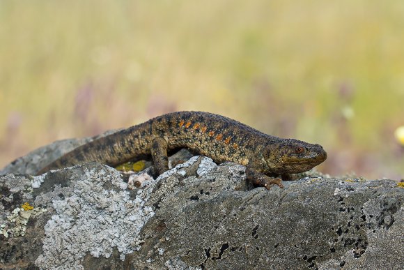  Iberian ribbed newt (Pleurodeles waltl)