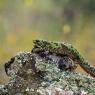 Tritone pigmeo - Pygmy marbled newt (Triturus pygmaeus)