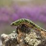 Tritone pigmeo - Pygmy marbled newt (Triturus pygmaeus)