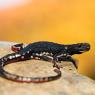 Salamandrina di Savi - Northern spectacled salamander (Salamandrina perspicillata)