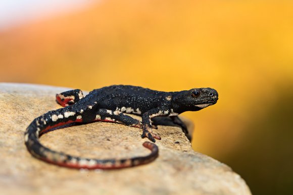 Salamandrina di Savi - Northern spectacled salamander (Salamandrina perspicillata)