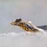 Tritone crestato - Crested newt