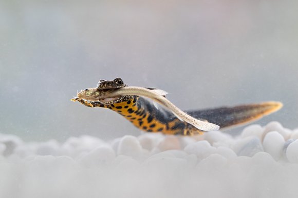 Tritone crestato - Crested newt