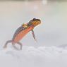 Tritone alpino - Alpine Newt