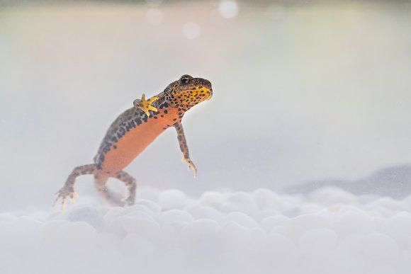 Tritone alpino - Alpine Newt