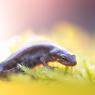 Tritone punteggiato - Common newt (Lissotriton vulgaris)