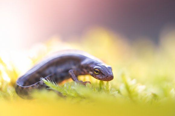 Tritone punteggiato - Common newt (Lissotriton vulgaris)