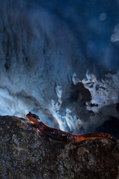 Geotritone di Strinati - Strinati's cave salamander (Speleomantes strinatii)