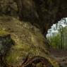 Geotritone di Strinati - Strinati's cave salamander (Speleomantes strinatii)